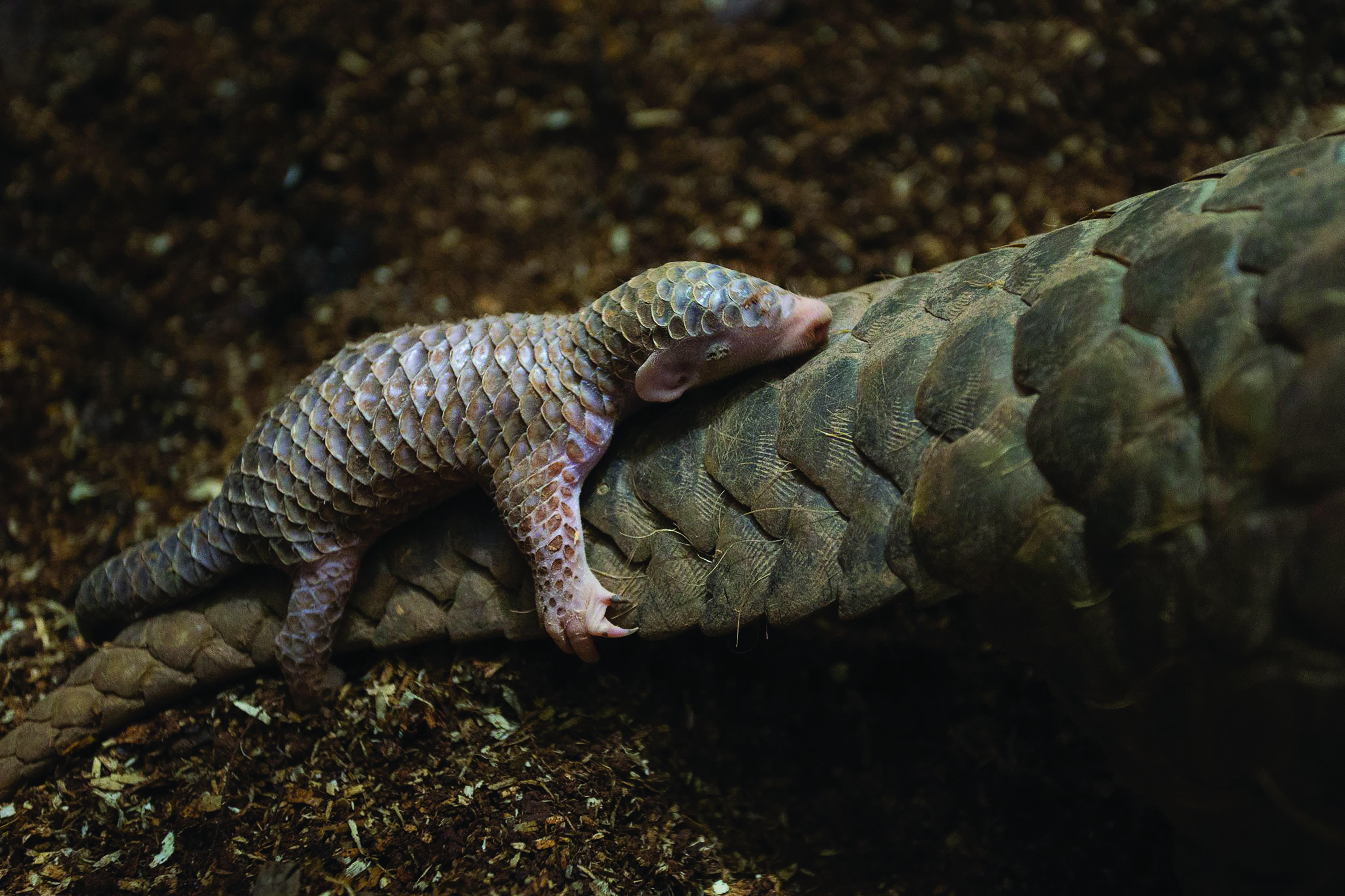 A pangolin inside a burrow they dug out